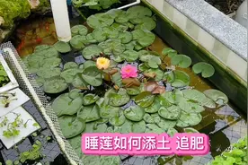 春天到 楼顶鱼池里种的睡莲该添土追肥了 小花盆也能种出大睡莲视频封面