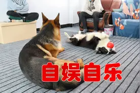 边牧真把自己当个人，不愿意和德牧玩，生气了就欺负小黄鸭视频封面