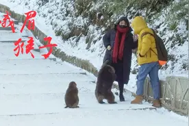 实拍峨眉山雷洞坪野生猴群，拦路抢女生的包，还好帅哥英雄救美视频封面