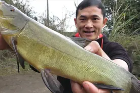 丁桂鱼这样吃才爽，清蒸8分钟出锅鱼肉细嫩味美，买少了不够吃