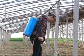 磷酸二氢钾能和多效唑混用吗？农民都该了解清楚