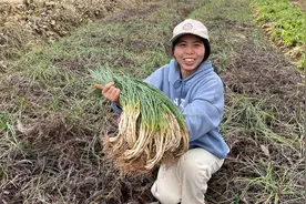 农村地里拔新鲜藠头，长得像葱一样的蔬菜，你们吃过吗？视频封面