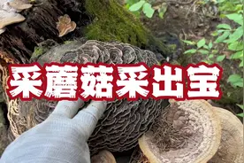 东北秋季满山都是宝，各种蘑菇采满筐视频封面