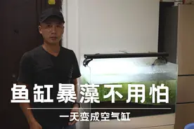 鱼缸暴藻不用怕，只需加入羊绒棉，一天变成空气缸视频封面