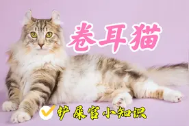 耳朵不同于正常猫咪的卷耳猫，到底是基因缺陷还是猫中异能视频封面
