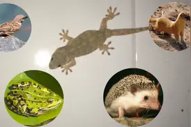 农村这几种常见的动物，原来都是国家保护动物！以后别随意捕猎了视频封面