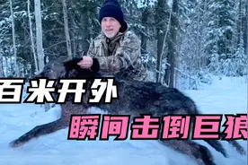 百米开外瞬秒一头百斤巨狼，外国猎人究竟是如何捕猎灰狼的视频封面