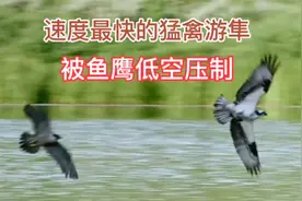 鱼鹰太炸了，利用低空飞行压制游隼，一场以慢制快的空战视频封面