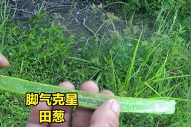 听老长辈说这种植物是脚气，脚痒的克星，有朋友了解吗？请教视频封面