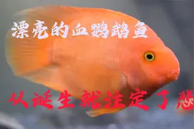 漂亮的血鹦鹉鱼，从诞生就注定了悲剧，你知道是为什么吗？视频封面