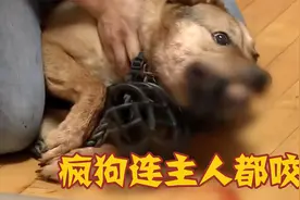 5岁狗子连主人都咬，训狗师1招治服疯狗，看着太解气了！视频封面