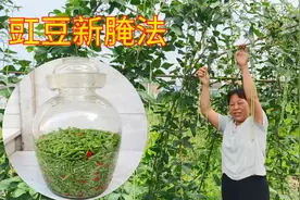 朱嫂新方法腌制豇豆，不比泡豇豆味道差，冬天吃更方便视频封面