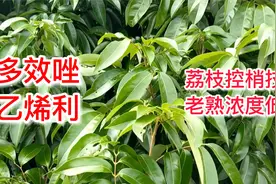 荔枝丰产稳产的关键是控梢，记得打乙烯利+多效唑，以及环割视频封面