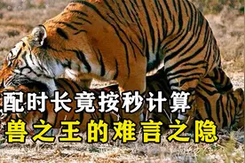 百兽之王的难言之隐，老虎如此威猛，交配时间为何按秒计算？视频封面
