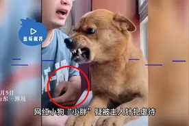 网红小狗小胖疑被针扎虐待，主人回应：是狗毛，清者自清视频封面