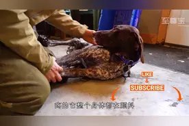 狗妈妈被豪猪扎的满嘴都是刺，小哥忍痛将刺拔出，光是看着都疼！视频封面