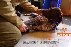 狗妈妈被豪猪扎的满嘴都是刺，小哥忍痛将刺拔出，光是看着都疼！视频封面