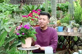 买年宵花就选瓜叶菊，小盆不占空间，轻松开成花球，关键是花期长视频封面