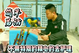 无花果扦插种植，简单成活率高、秋天就能吃，你也可以种一颗视频封面