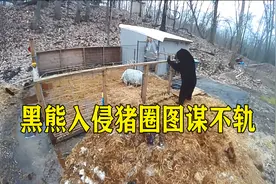 黑熊入侵猪圈图谋不轨，却被两猪合力“围杀”，最后被迫逃出猪圈视频封面