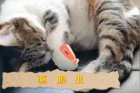 眼线虫会引起猫咪眼部疾病，要做好预防，猫咪眼线虫会传染人吗视频封面