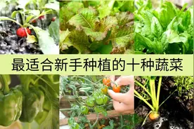 新手种菜：适合新手种植的十种蔬菜，生长快，易管理，病虫害少！视频封面