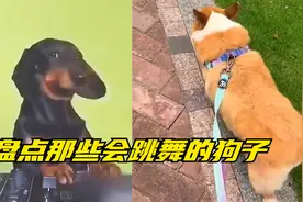 盘点那些会跳舞的狗子，狗界跳舞大比拼，一个比一个跳的带劲。