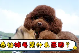 泰迪掉毛是什么原因？视频封面