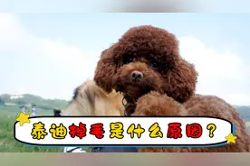 泰迪掉毛是什么原因？视频封面