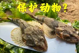 大海退潮后，大洋赶海捡到保护动物松江鲈鱼，鸡屎螺在吃竹节蛏视频封面