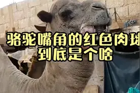 骆驼挂在嘴角的红色肉球，到底是个啥？看得我直冒冷汗！