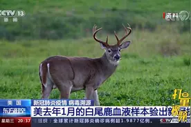 又一实锤！美国2020年1月白尾鹿血液样本验出新冠抗体|东方时空视频封面
