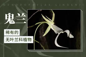 鬼兰——稀有的无叶兰科植物视频封面
