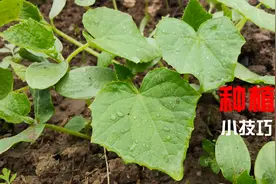 土黄瓜种植，3天出芽7天长壮苗，速度快新手都能轻松种好视频封面