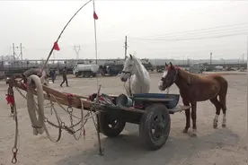我的马车鞭子情结，插队时赶过生产队马车，抹不去的美好记忆视频封面
