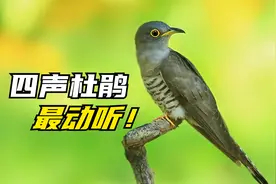 大地回春，20种大自然鸟叫声，热闹动听！视频封面