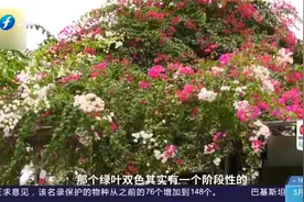 一颗三角梅开三种颜色花，主人：花色数量随着气候变化视频封面