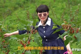 四川达州：渠州酒业种植的千亩桑葚已成熟 五一开放采摘桑葚视频封面