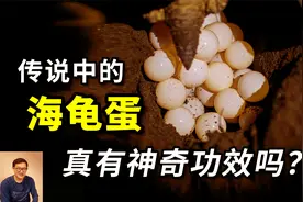 吃海龟蛋有神秘功效吗？拯救世界最濒危的海龟，居然要靠它帮忙！视频封面