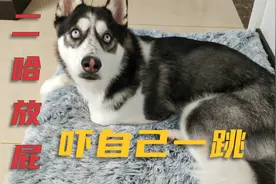 狗狗睡得正香，突然放了一个屁，把自己吓一跳，笑得主人肚疼视频封面
