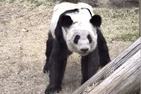 大熊猫丫丫为何多病？除了孟菲斯动物园的责任，根本原因令人叹息视频封面