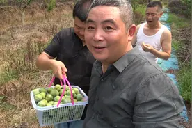 16万颗李子苗选品种，2天跑了1000多公里，王胖累到快要散架了视频封面