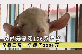 农村夫妻花100万养羊，赔的倾家荡产，仅靠三招一年赚了2000万！视频封面