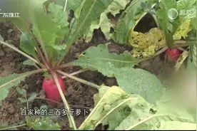 三百斤萝卜被偷 找到已成萝卜丝视频封面