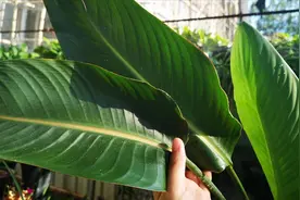 鹤望兰没有病害，叶片却内卷，边缘还焦枯？明白原因后处理很简单视频封面