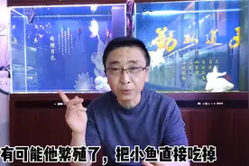 为什么燕鱼、迷你鹦鹉鱼等观赏鱼，繁殖时，大鱼会吃掉小鱼？视频封面