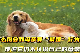 为什么狗会和母亲有“繁殖”行为？难道它们不认识自己的母亲？视频封面