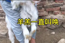 羊腿肿了，走路一瘸一拐，农村小伙一针见效视频封面