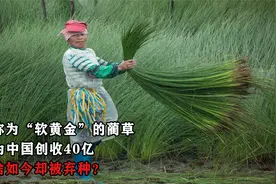 被称为“软黄金”的蔺草，曾为中国创收40亿，为啥如今却被弃种？视频封面