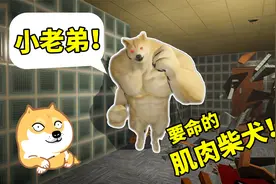 救命啊！表情包打人啦！肌肉柴犬捶我胸口视频封面